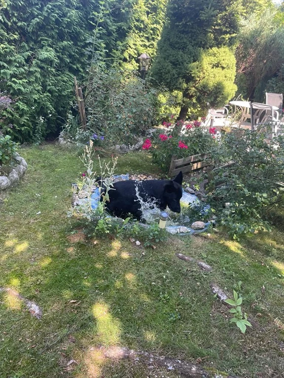 hotel dla zwierzat Krakow 1