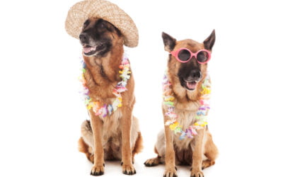 Wyjazd na wakacje. Co zrobić z psem?