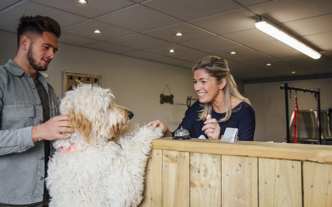 Jak działają hotele dla psów?