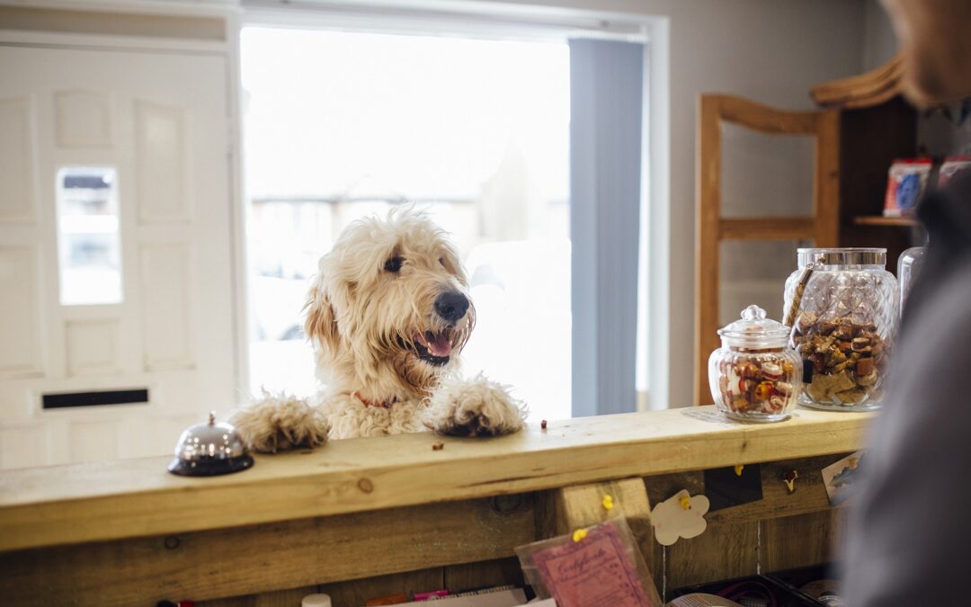 Kryteria wyboru hotelu dla psa