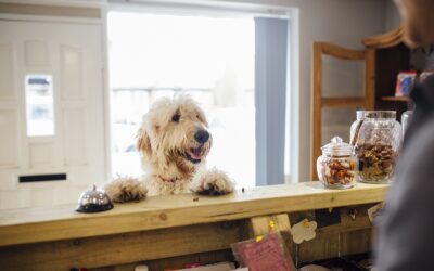 Kryteria wyboru hotelu dla psa