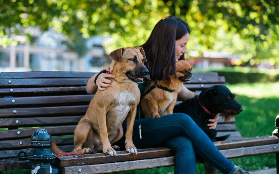 Opieka nad psem. Komu powierzyć swojego czworonoga?