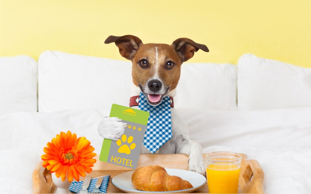 Pies „na urlopie”. Propozycje wypoczynkowe