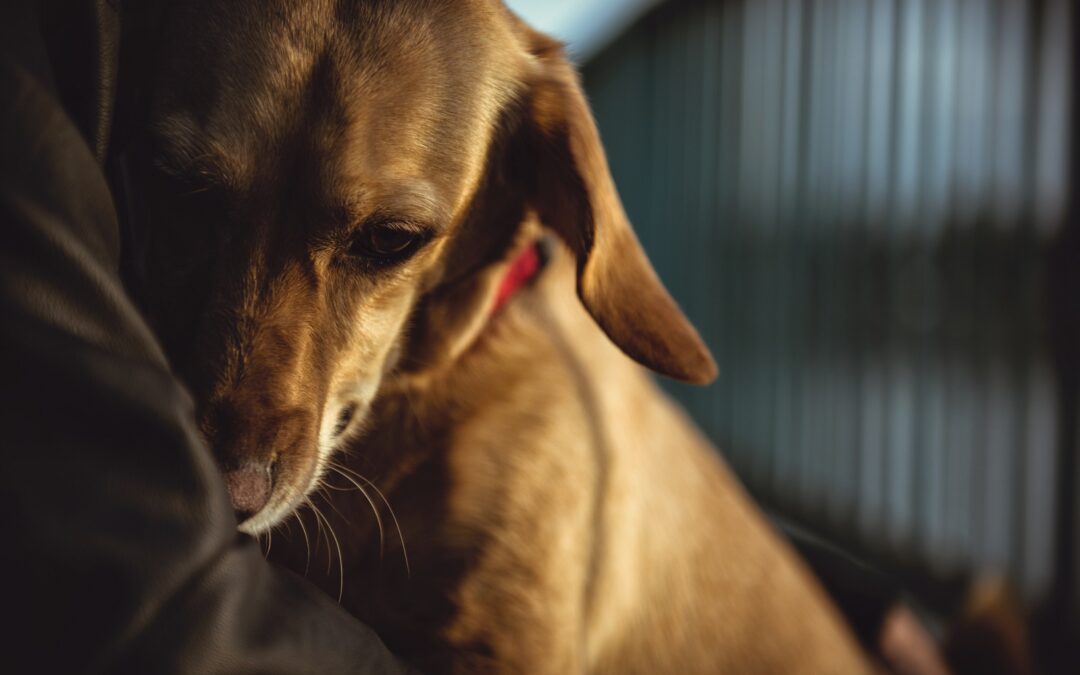Porzucanie zwierząt w wakacje. Jak mu zapobiegać?