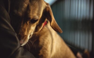 Porzucanie zwierząt w wakacje. Jak mu zapobiegać?