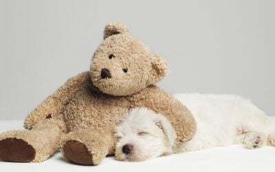 Jakich umiejętności warto nauczyć psa w wieku szczenięcym?